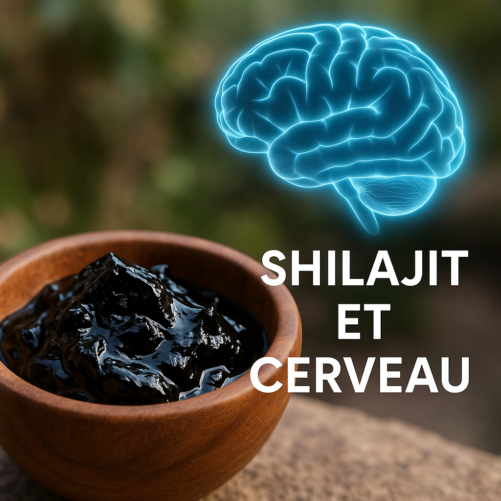 Shilajit et Cerveau — mémoire, concentration, examens.